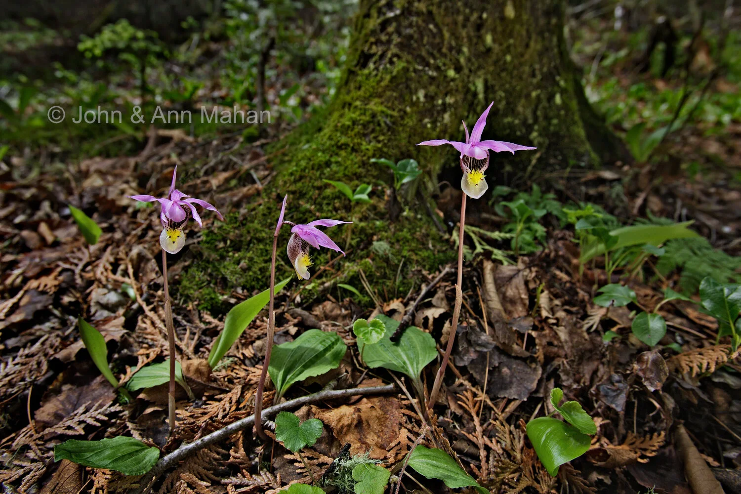 ID_1641C2_04  Calypso Orchids -- Isle Royale