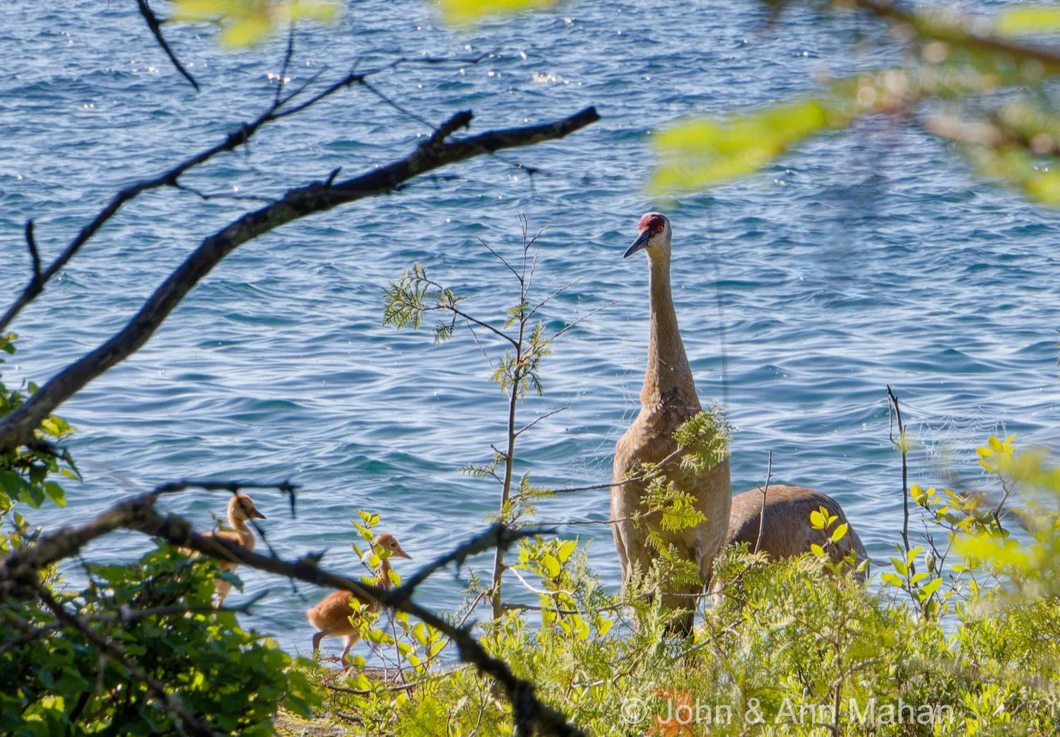 Scoville Point Hike -- Sandhill Cranes with two juveniles (two weeks earlier our first group saw a sandhill crane nesting near this area)