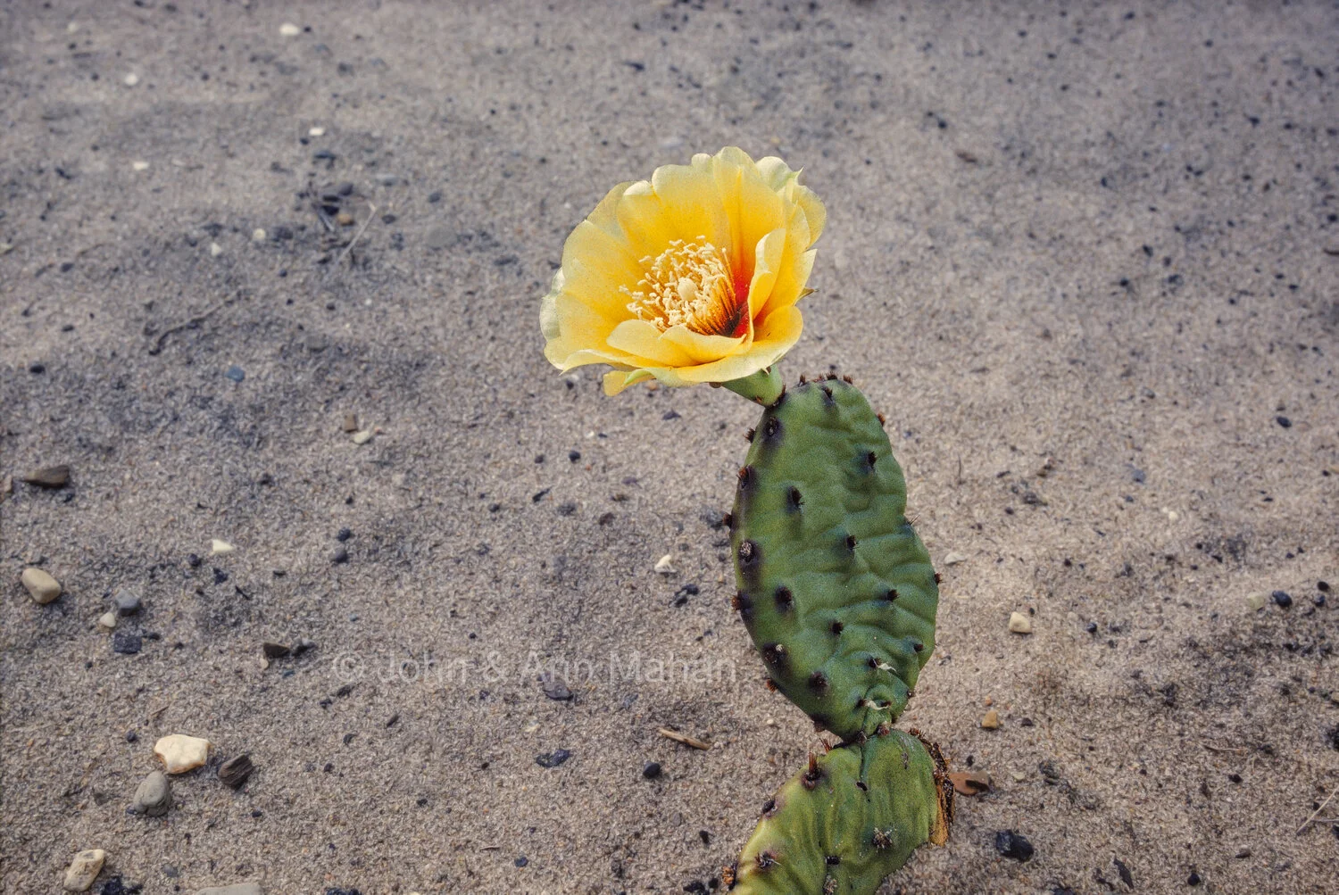 Flowering Prickly Pear Cactus in Indiana Dunes