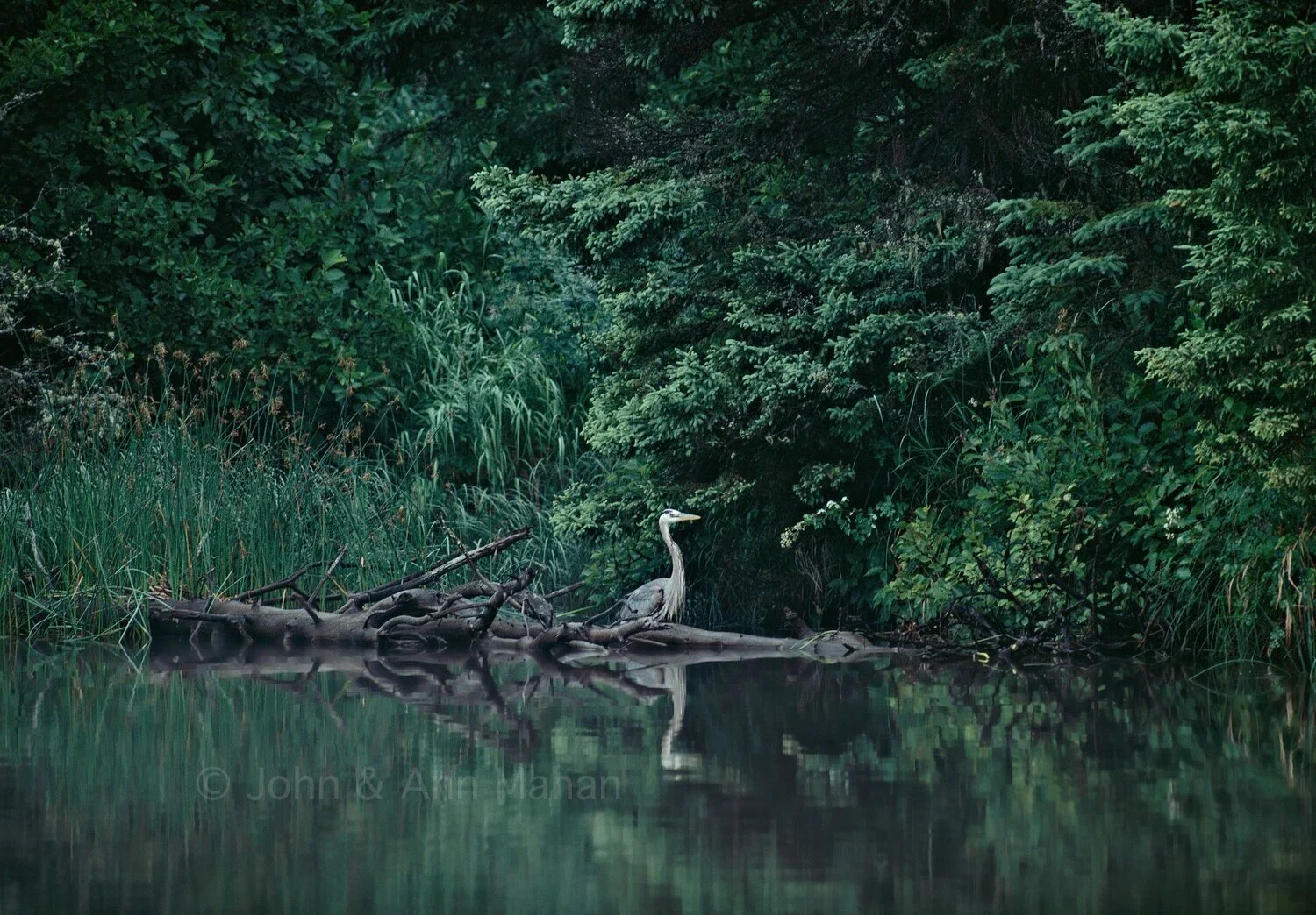 ID_1-1314C  Great Blue Heron at Washington Creek -- Isle Royale