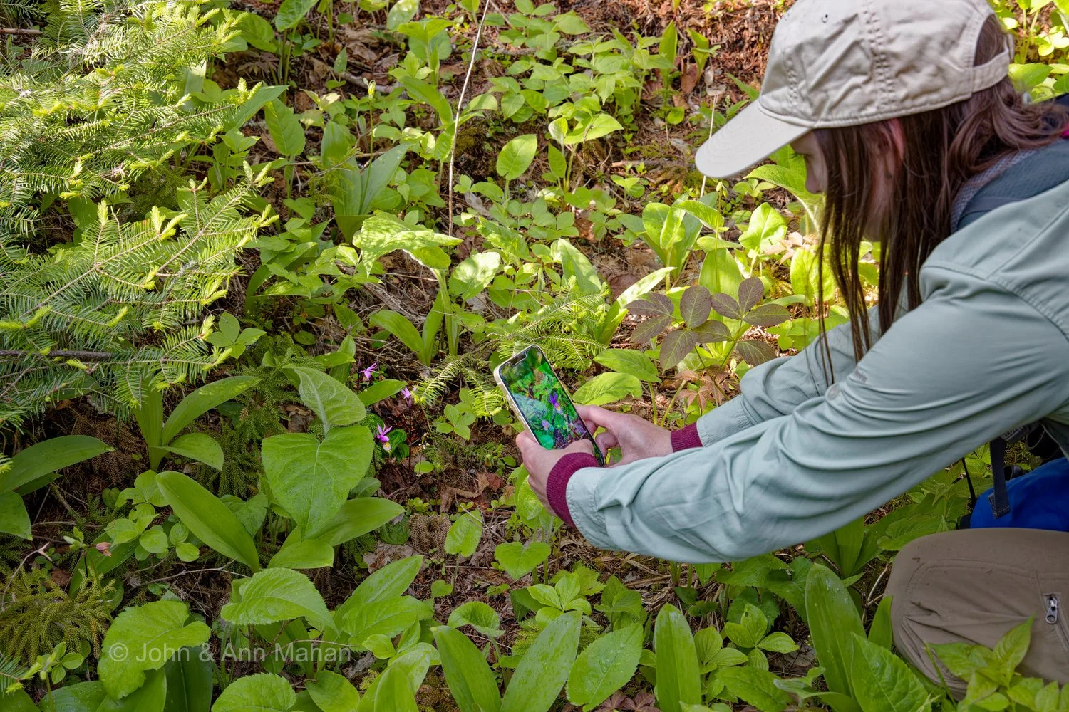 Scoville Point Hike -- Photographing Calypso Orchids