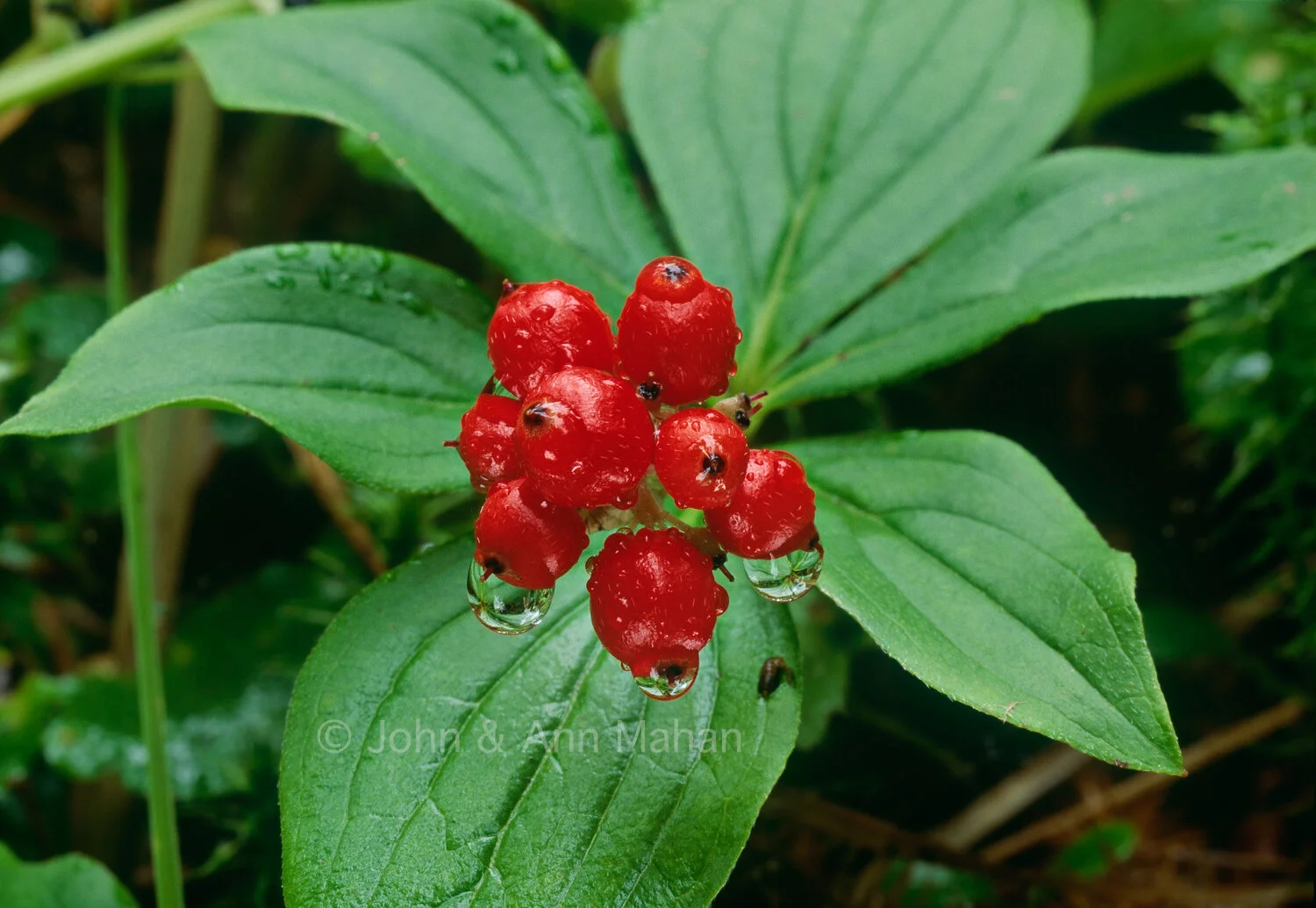 ID_15-5786C Canada Dogwood Bunchberries -- Slate Islands
