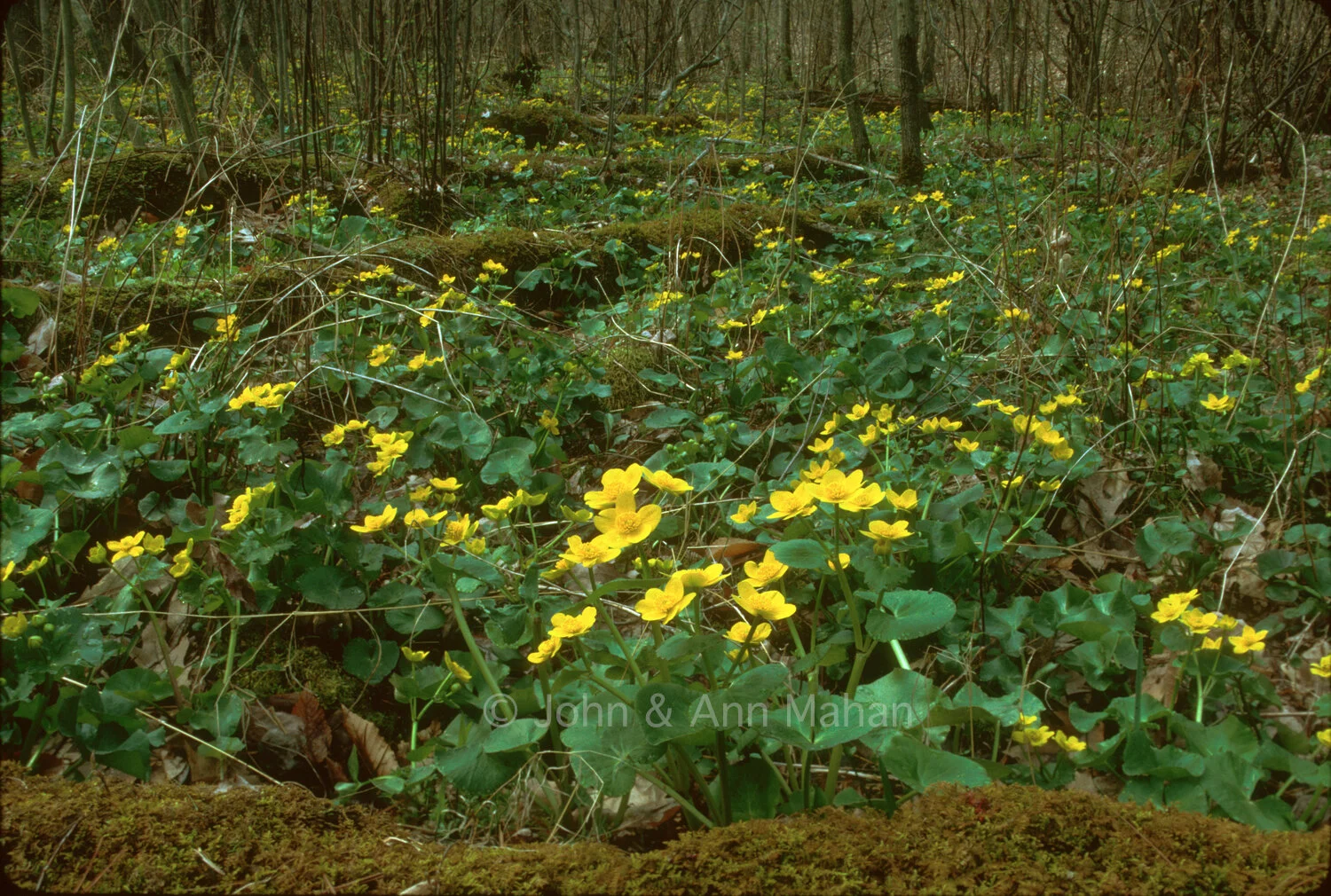 ID_20-3662C Marsh Marigolds in a Grand Mere Swamp
