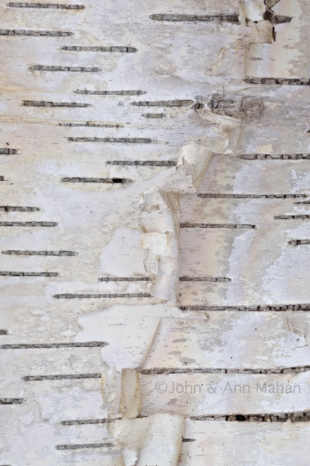 ID_0869C2_05   White Birch Bark -- Northern Lower Michigan