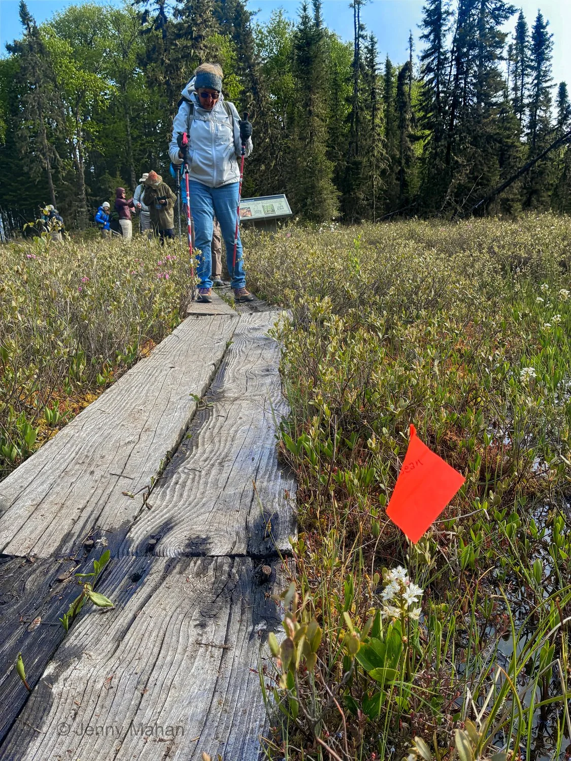 Buckbean beside boardwalk through Raspberry Island Bog