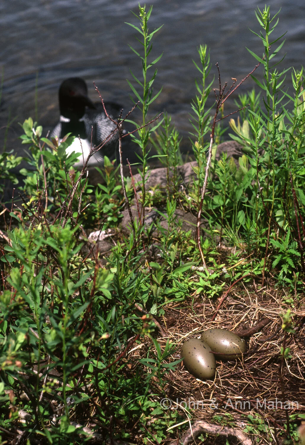 ID_31-1780C Loon Approaching Nest -- Isle Royale