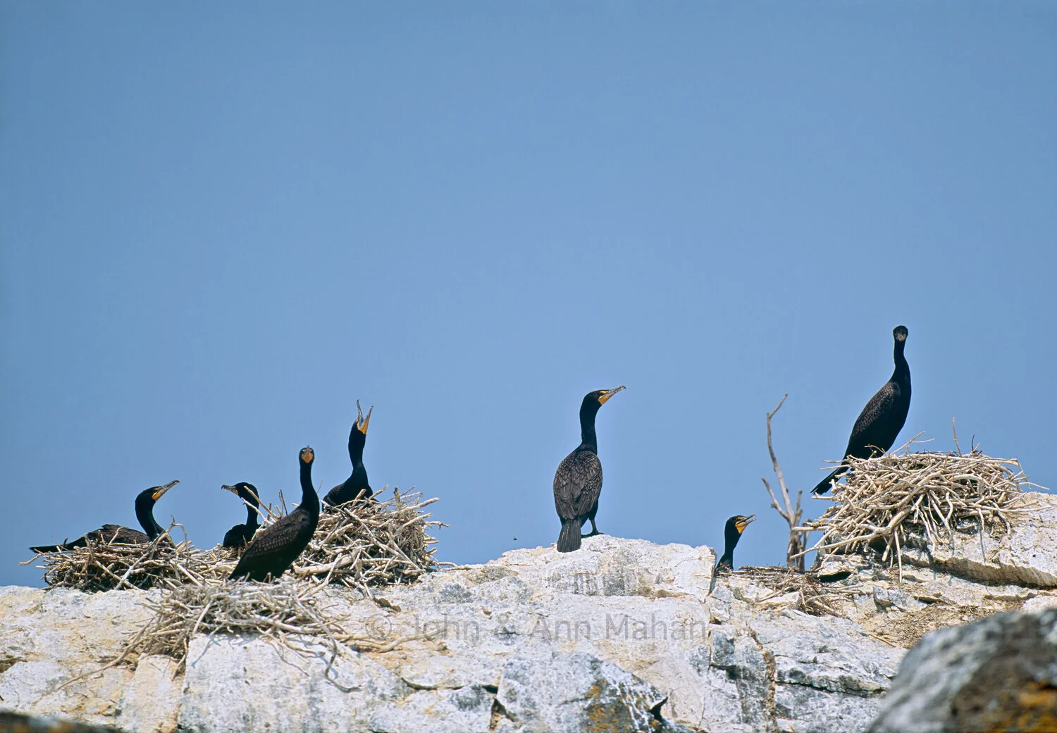 ID_38-5619C  Cormorants Nesting on an offshore island at Isle Royale in 1993