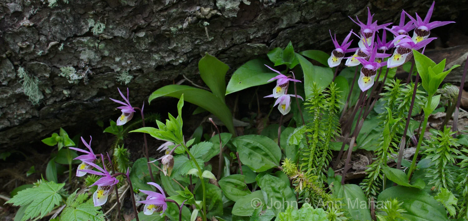 ID_5589-91C2_06  Calypso Orchids -- Isle Royale