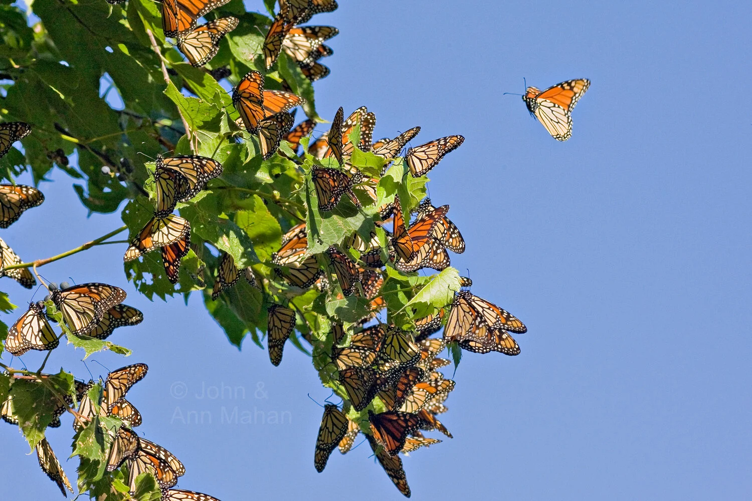 ID_9941C3_07  Monarchs gathering at Point Pelee in their fall migration -- Lake Erie