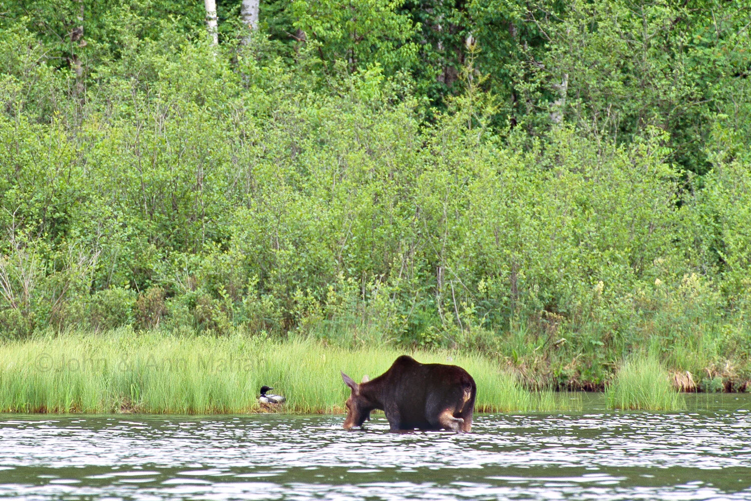 ID_32-4996C Cow Moose feeding near Nesting Loon in McCargoe Cove -- Isle Royale