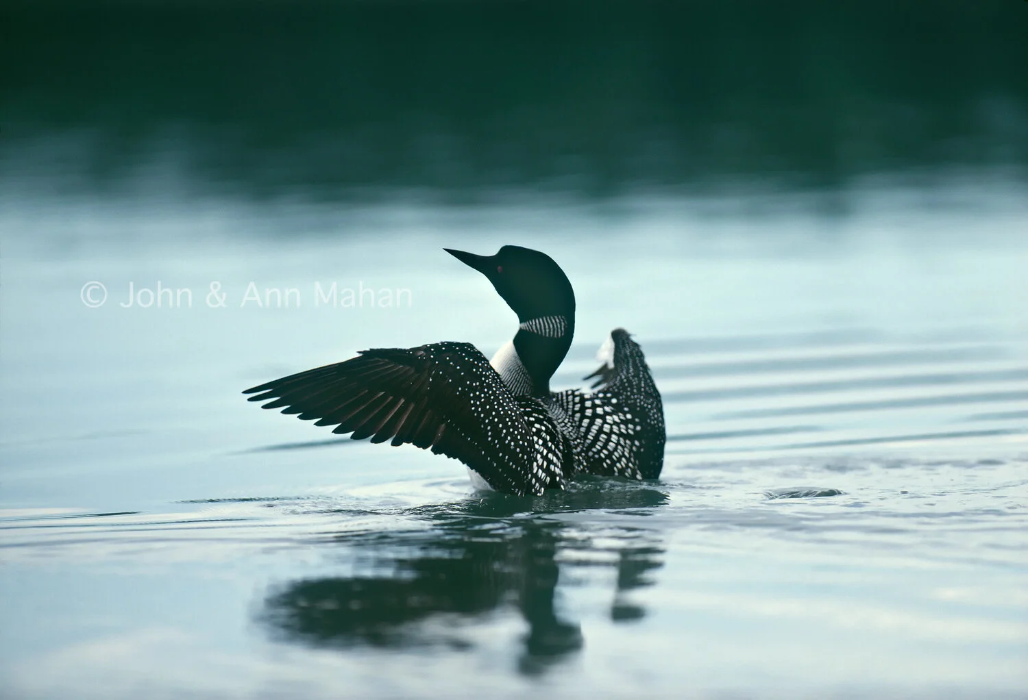 ID_8-3304C  Loon flapping wings