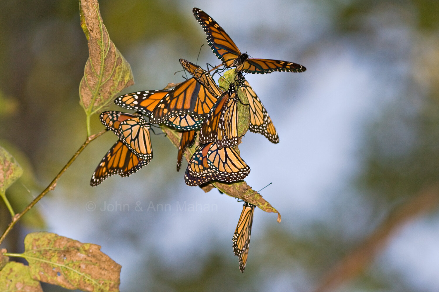 ID_9640C3_07 Monarchs gathering at Point Pelee in their fall migration -- Lake Erie