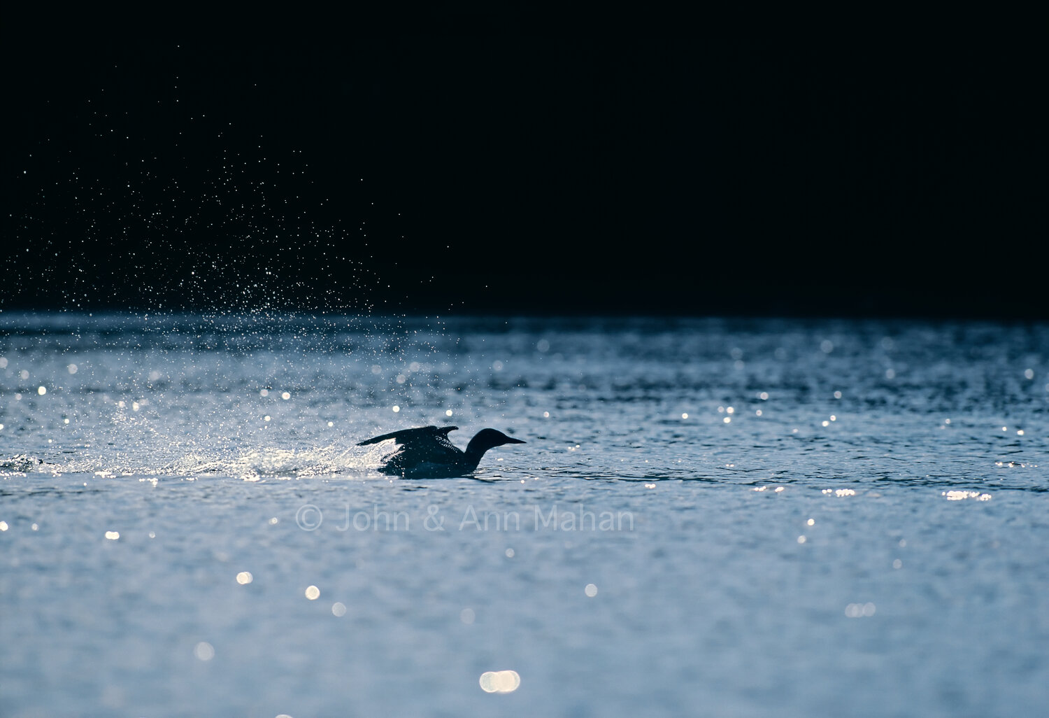 ID_30-1822C   Loon Surface Run on Chickenbone Lake -- Isle Royale