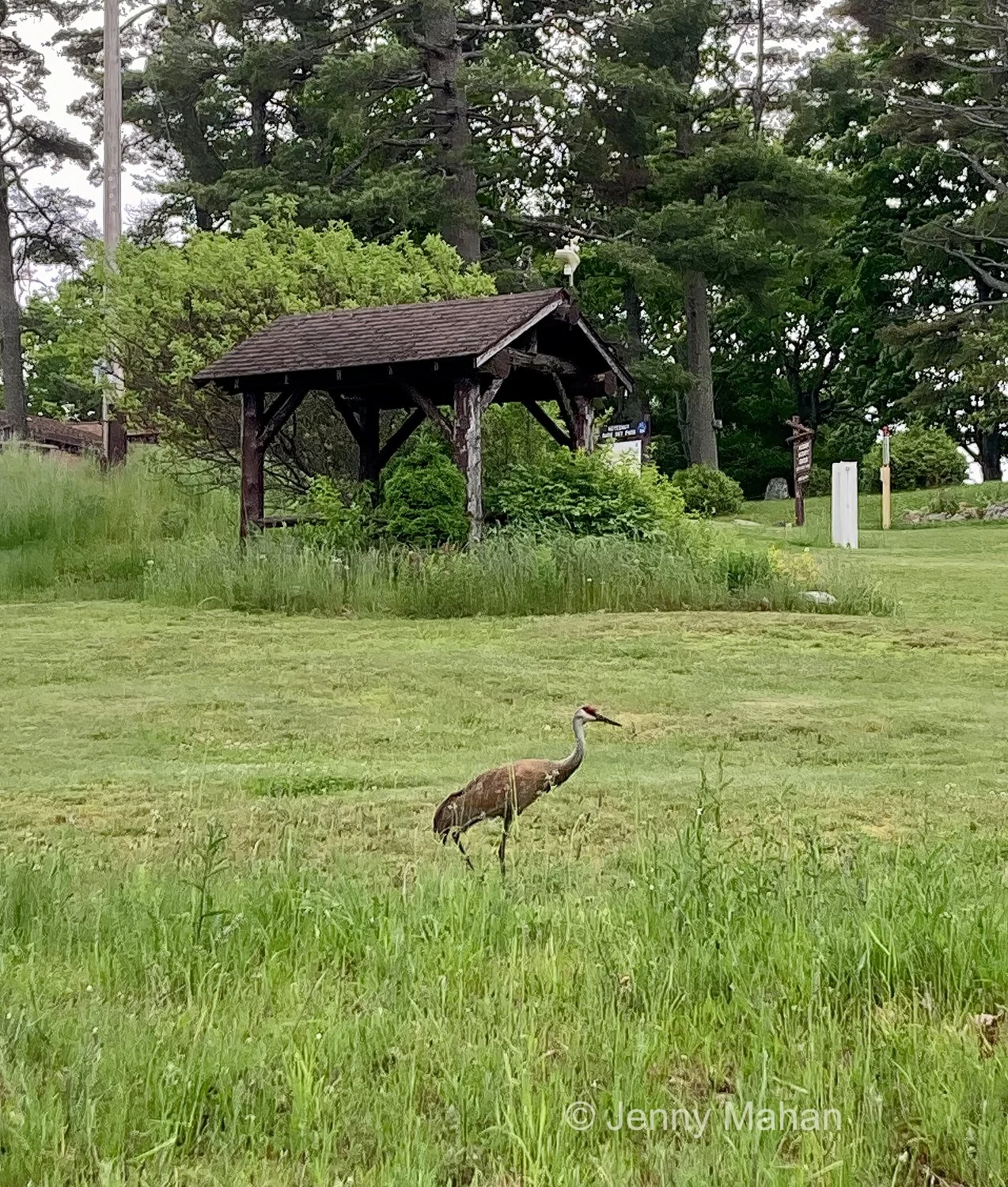 Sandhill Crane at Keweenaw Mountain Lodge