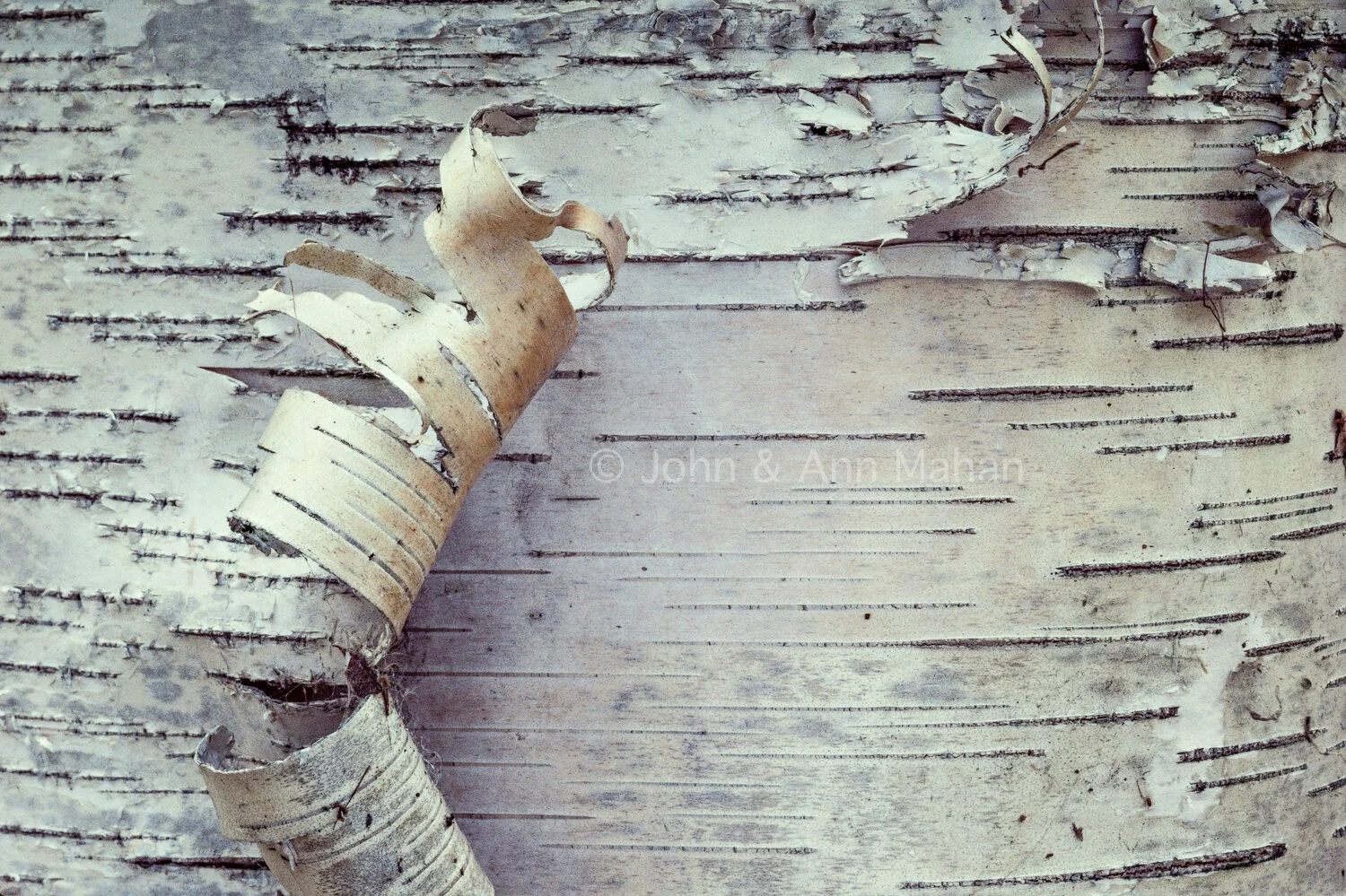 ID_29-5864C  White Birch Bark -- Northern Lower Michigan