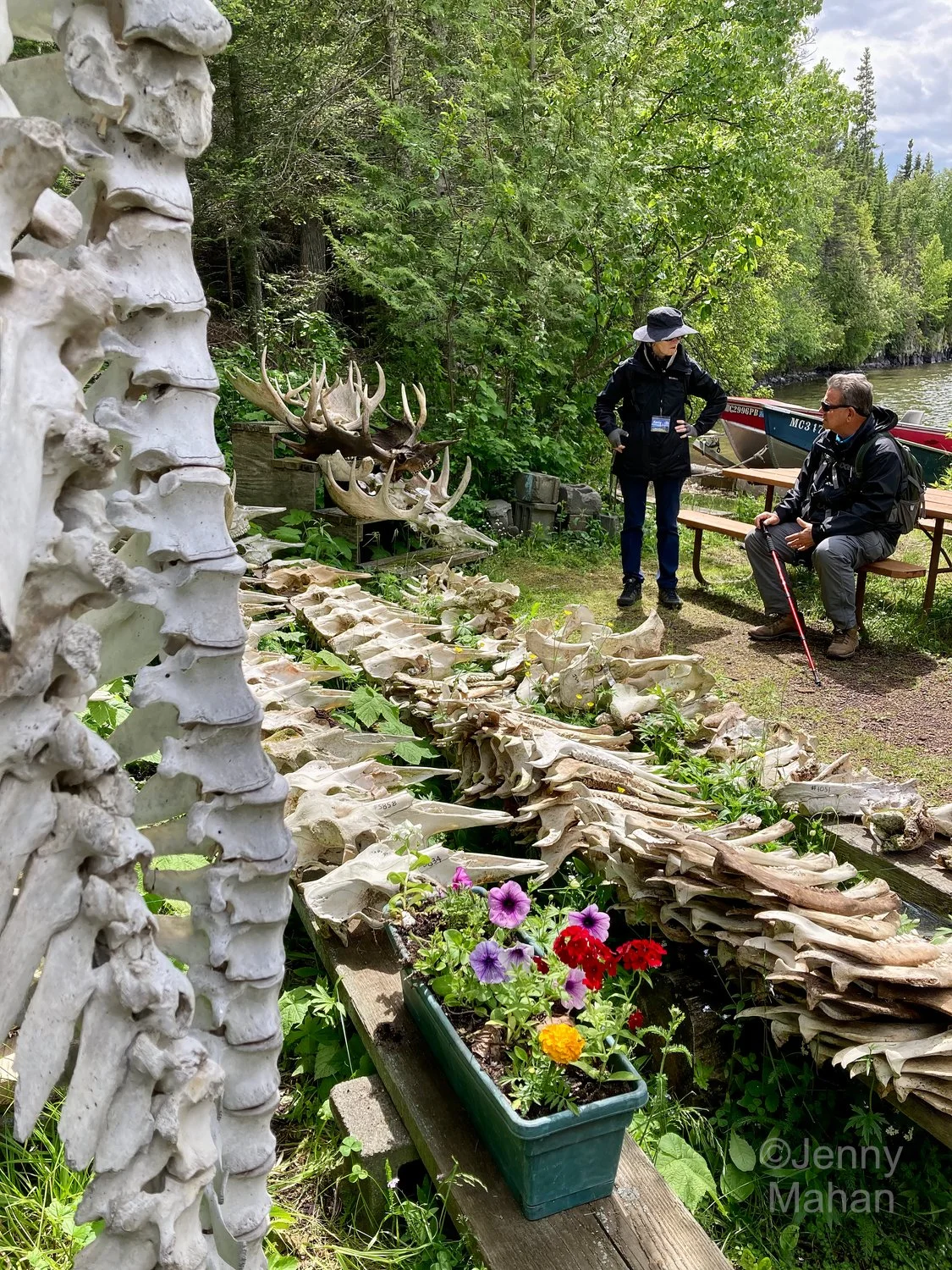 Antlered Skull Display at the Wolf-Moose research station