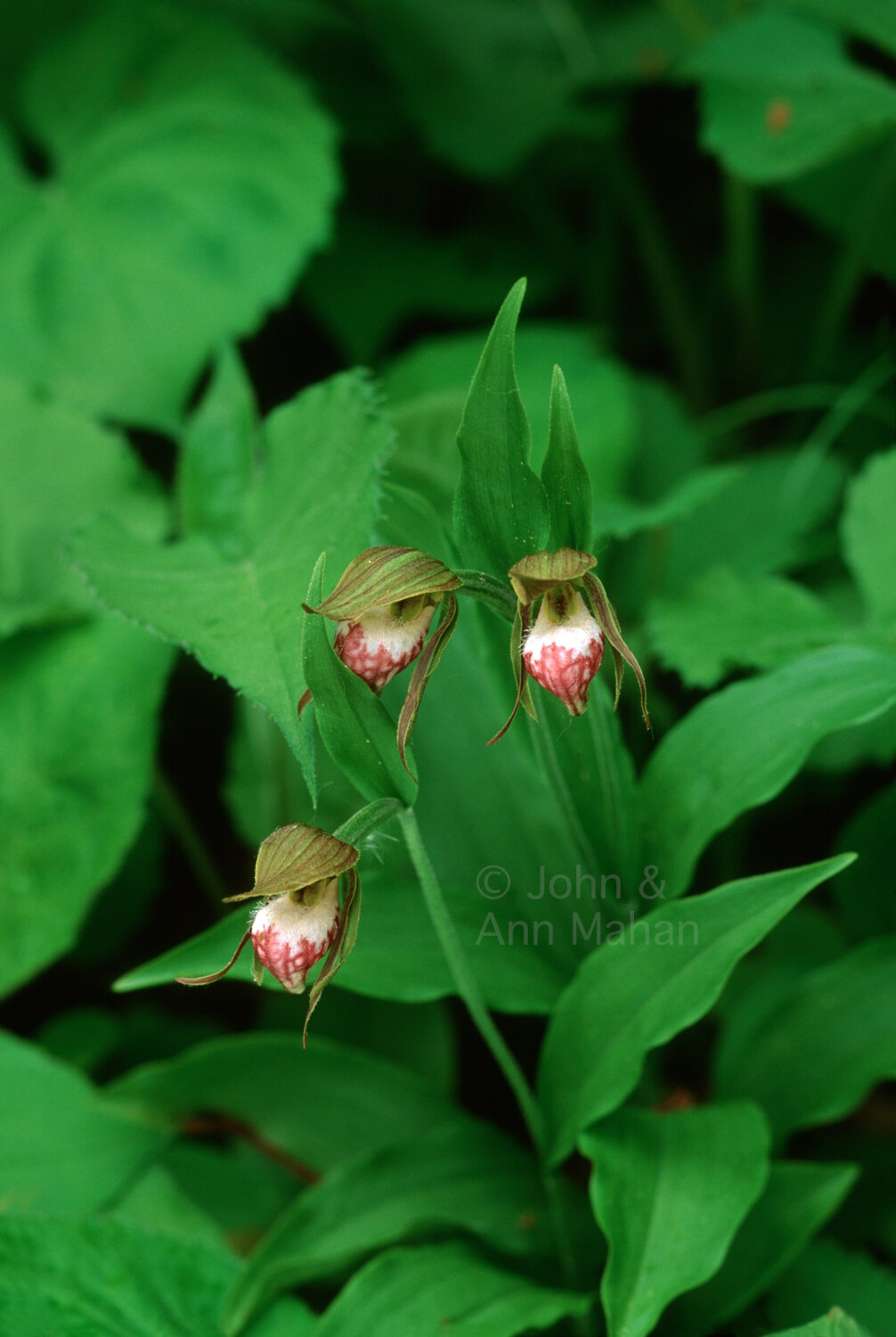ID_27-7151C   Rams-head Ladys Slipper Orchids -- Isle Royale