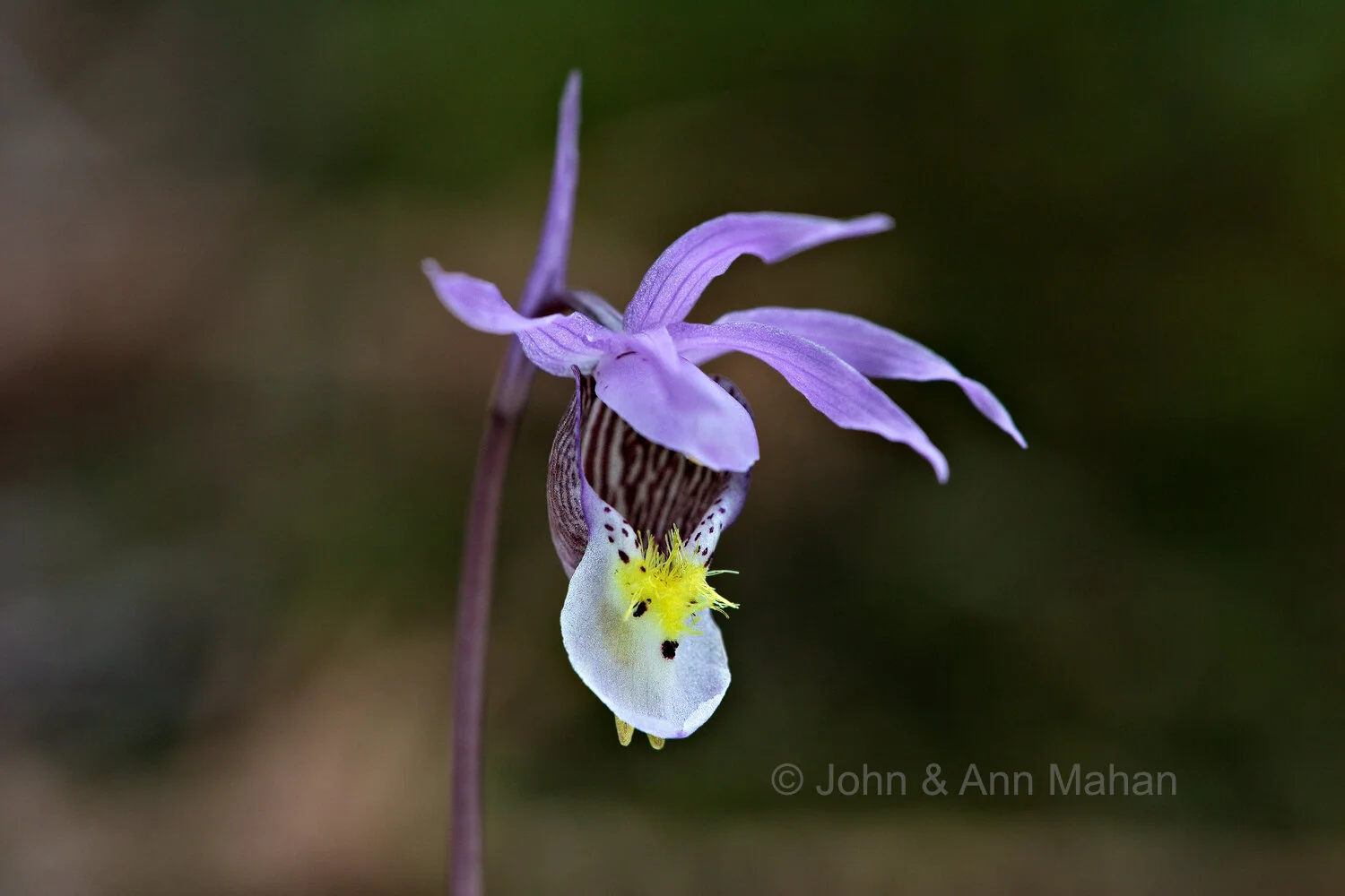 ID_1722C2_04  Calypso Orchid -- Isle Royale