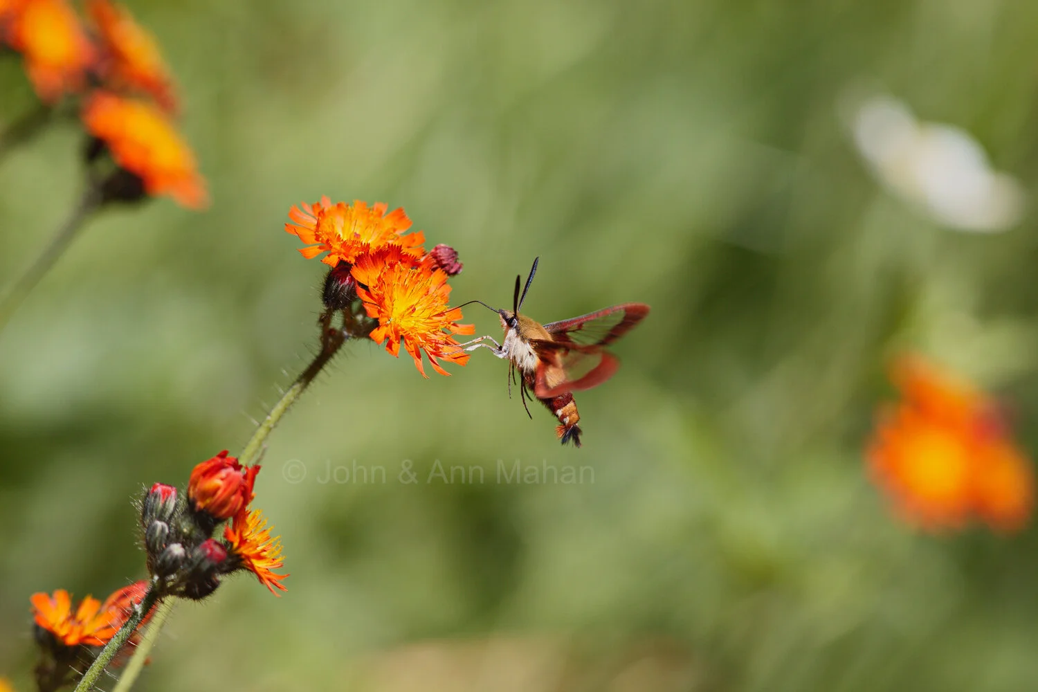 ID_2549C6_09  Hawk Moth on Hawkweed -- also called Hummingbird Moth -- Isle Royale