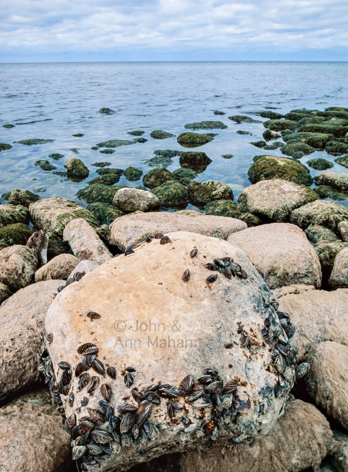 ID_20-7334C  Zebra Mussels on rocky Lake Michigan Shore