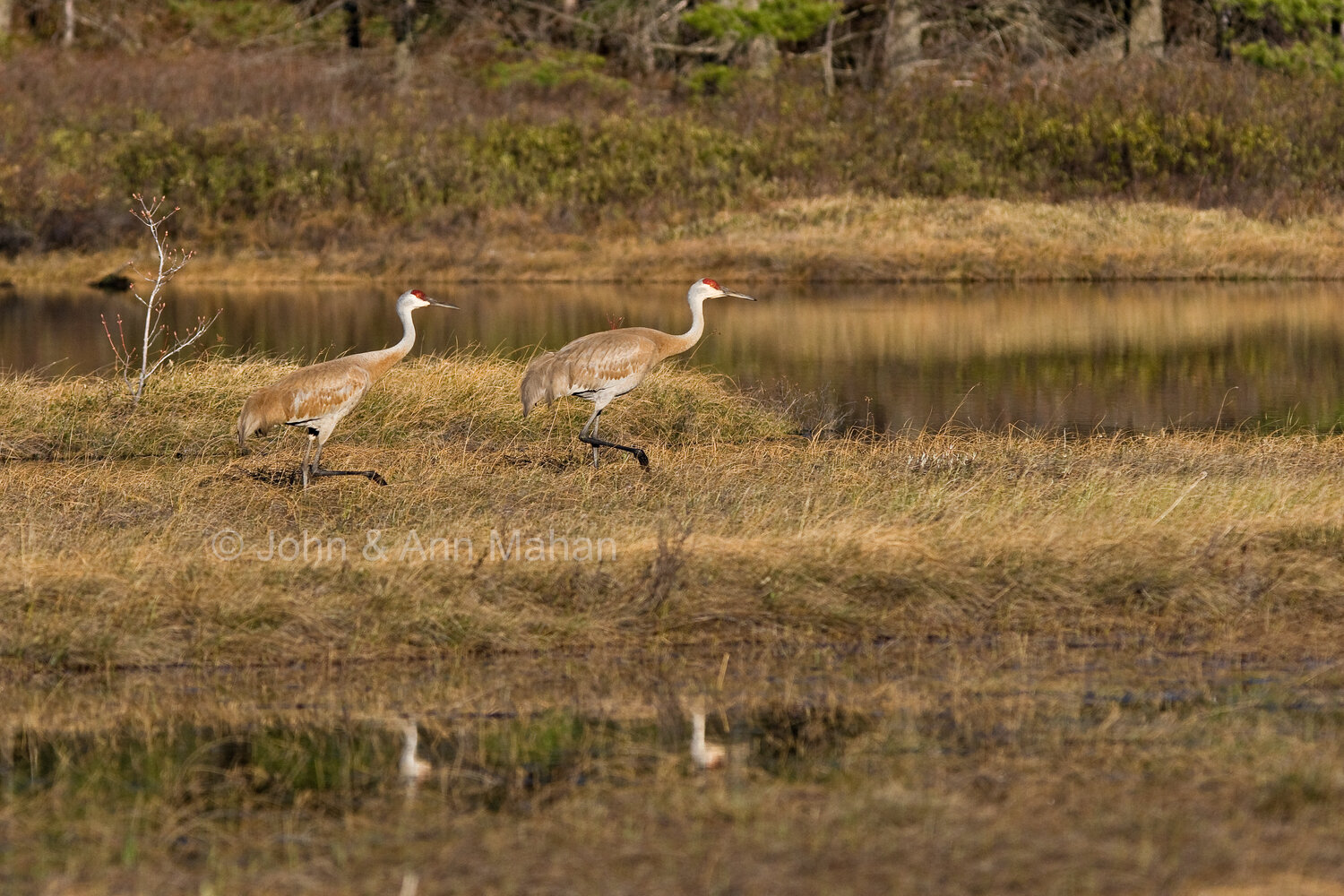 ID_1303C4_08X   Sandhill Cranes on Stockton Island -- Apostle Islands