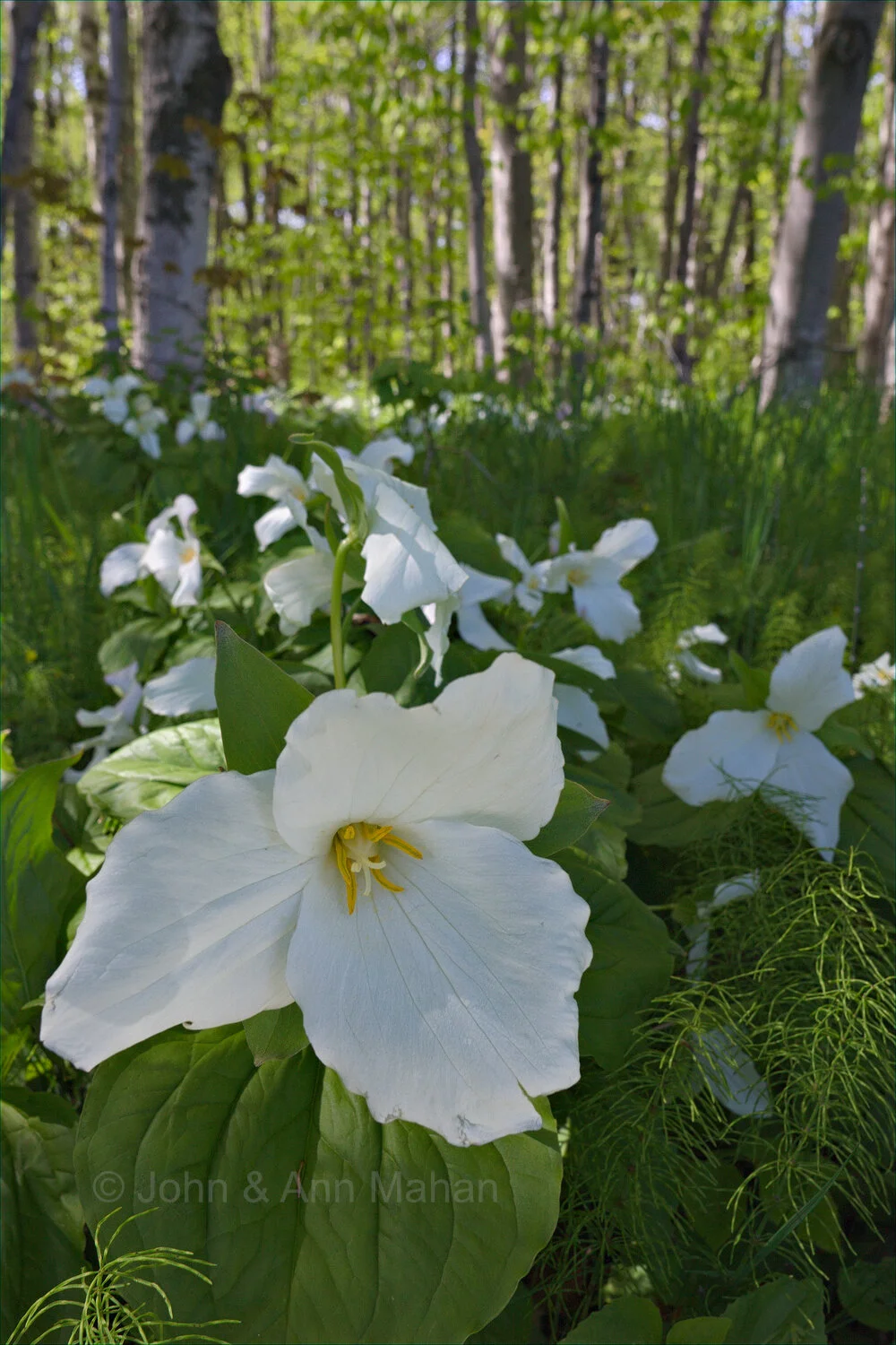 ID_4548C2_05 Trilliums -- Pictured Rocks National Lakeshore