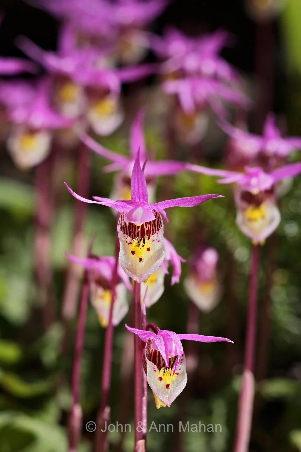 ID_1681C2_04  Calypso Orchids -- Isle Royale