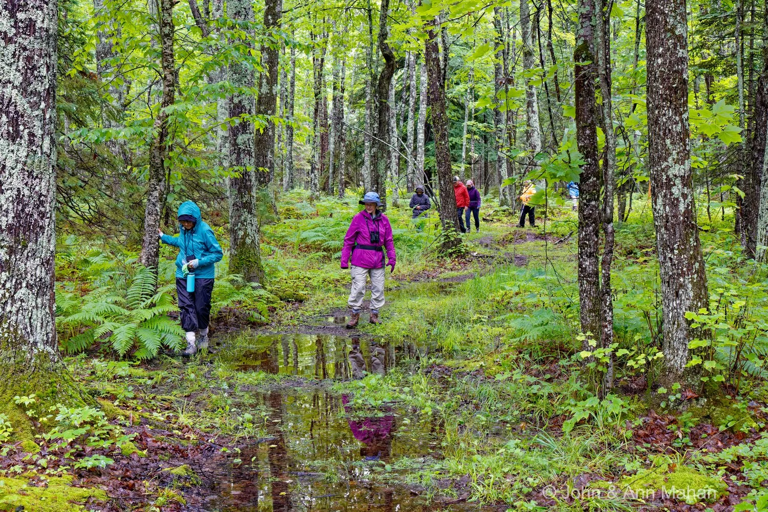 Big Bay State Park, Madeline Island -- Woods Trail