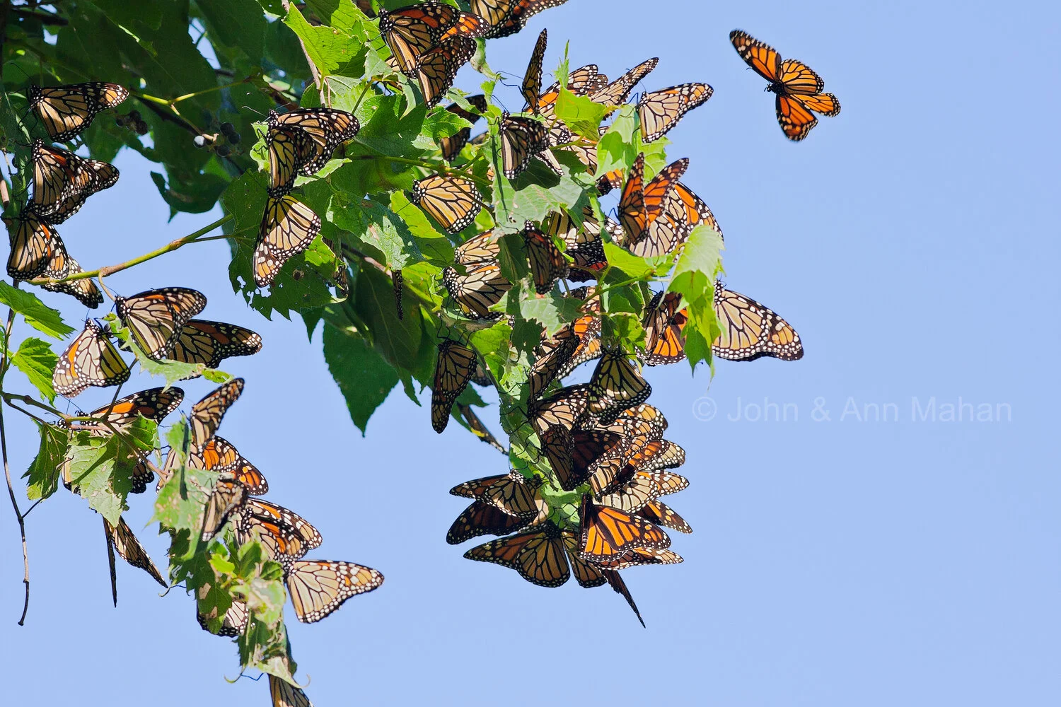 ID_9949C3_07   Monarchs gathering at Point Pelee in their fall migration -- Lake Erie