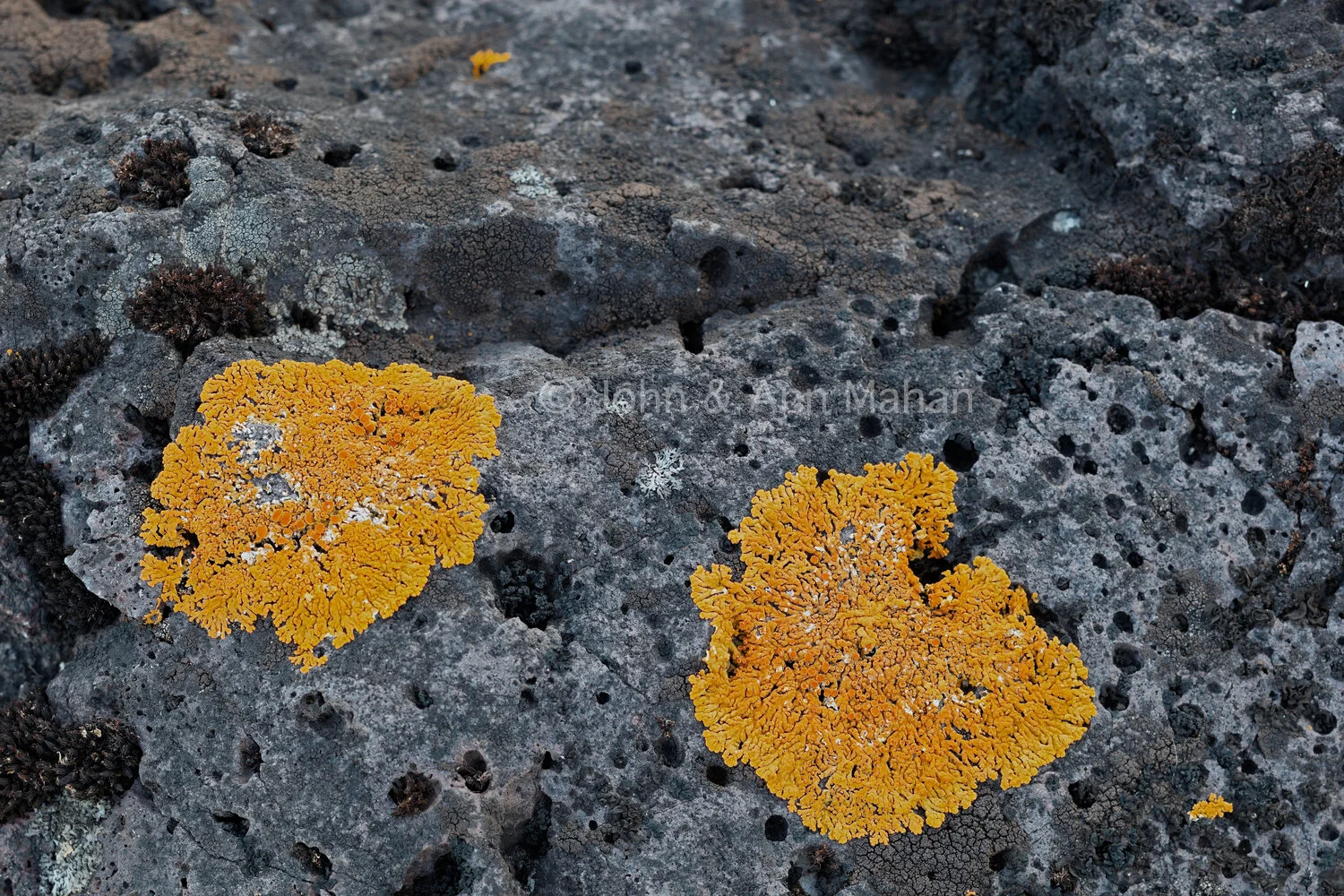 ID_4454C6_09 Lichens on Rock at Isle Royale Shore