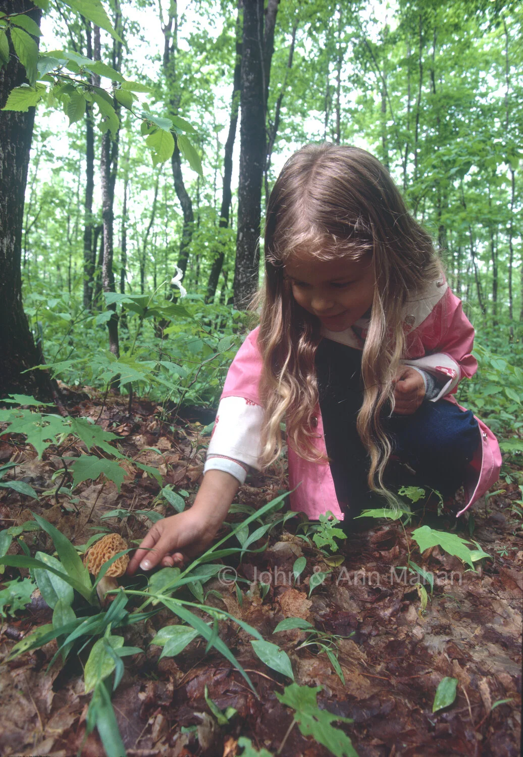 ID_27-2067C Picking a Morel Mushrroom