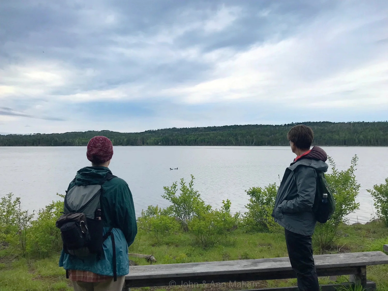 Watching loons from Edisen Fishery
