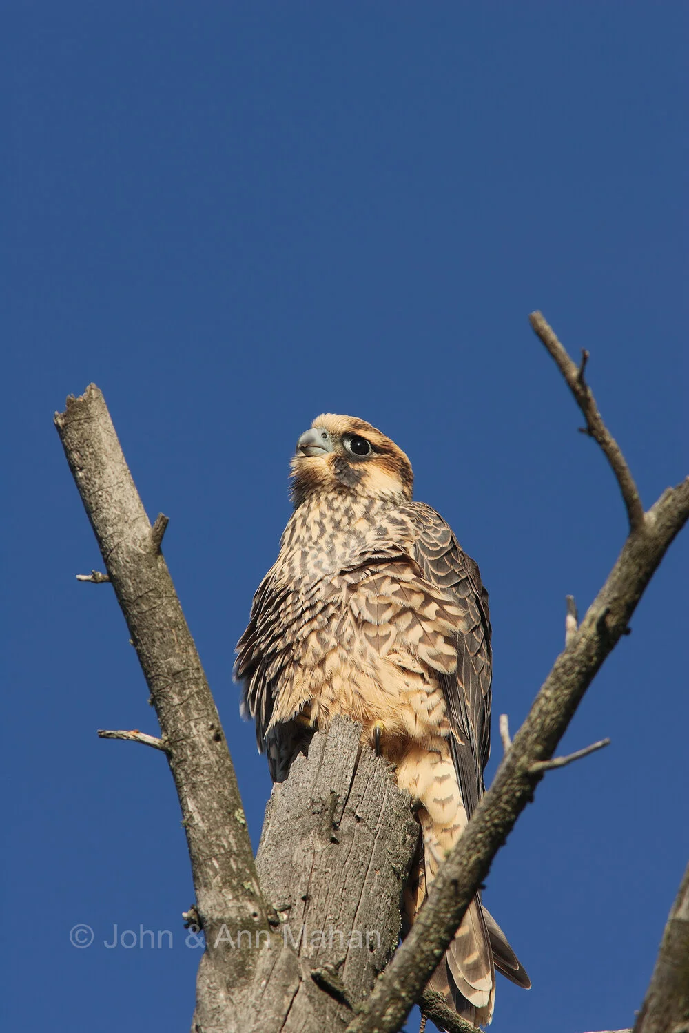ID_8658C2_04   Hawk on Outer Island during fall migration -- Apostle Islands