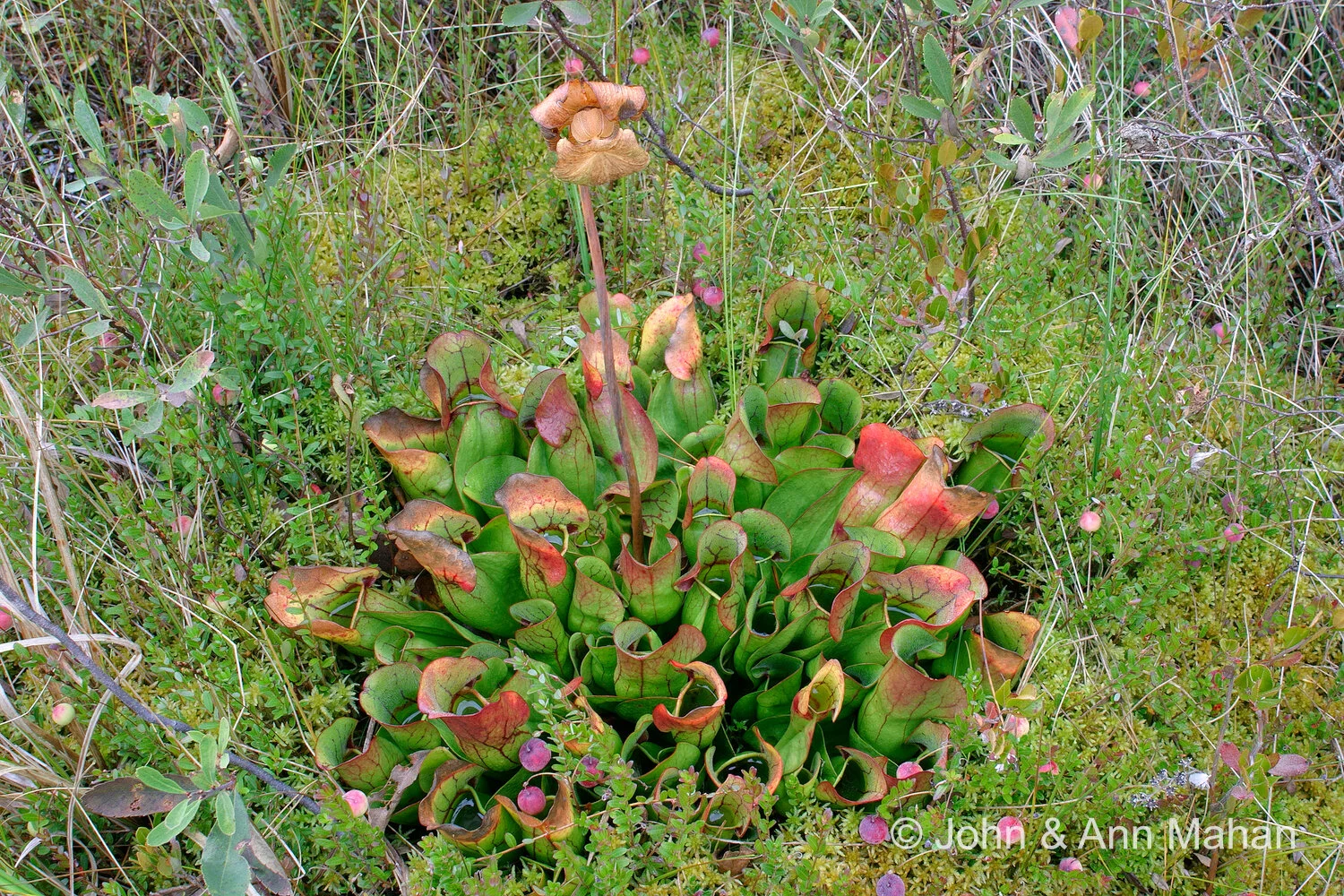 ID_7201C1_04  Stockton Island Bog -- Pitcher Plant Rosette with SeedHead and Cranberries -- Apostle Islands