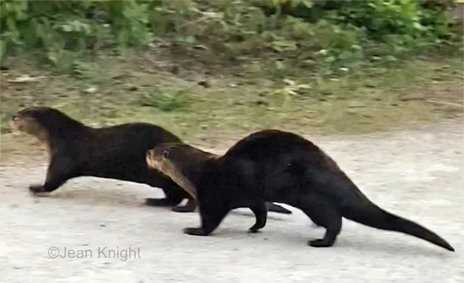 Otters running across path in front of restaurant (photo by Jean Knight)