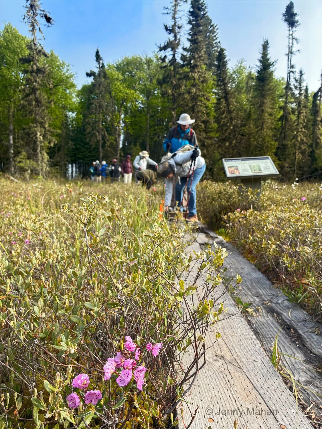 Bog Laurel beside boardwalk through Raspberry Island Bog