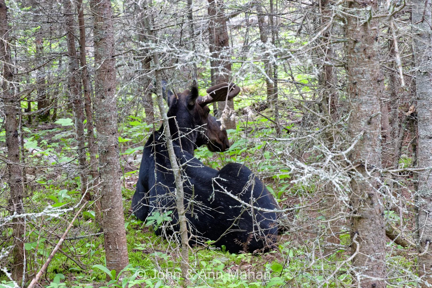 Suzy's Cave Hike -- Bull Moose resting