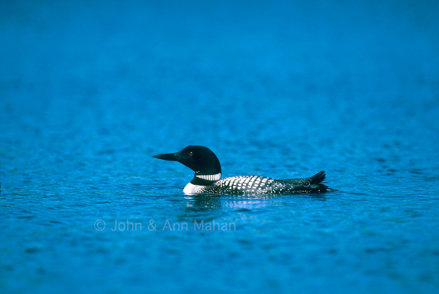 ID_35-2703C Loon in Boundary Waters Canoe Area Wilderness