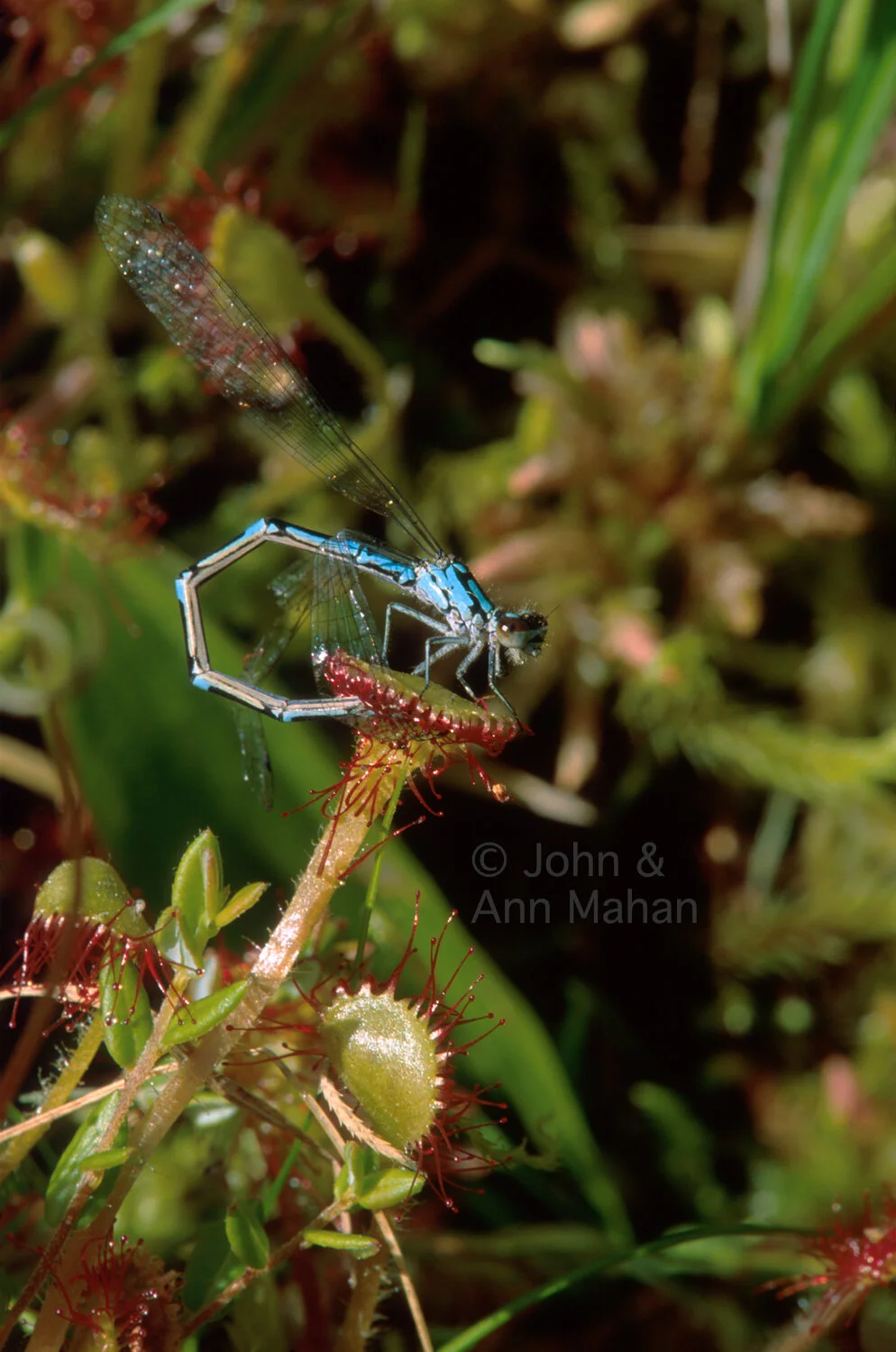 ID_26-5002C   Damselfly trapped by carnivorous Sundew in an Isle Royale bog