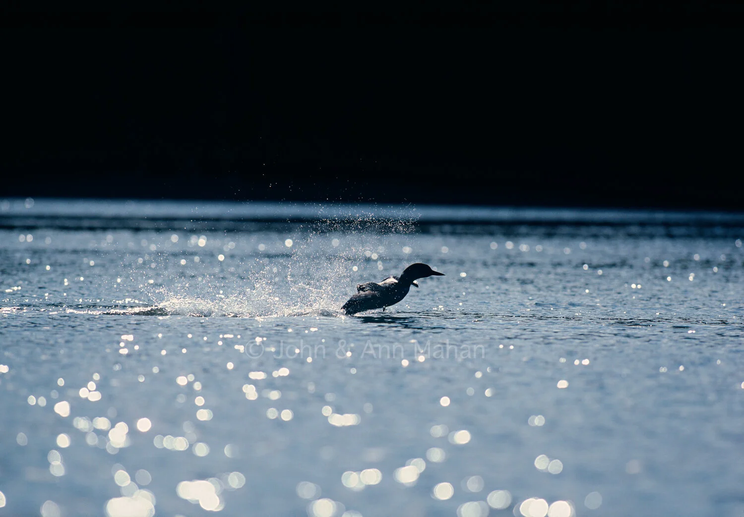 ID_27-1822C  Loon Surface Run on Chickenbone Lake -- Isle Royale