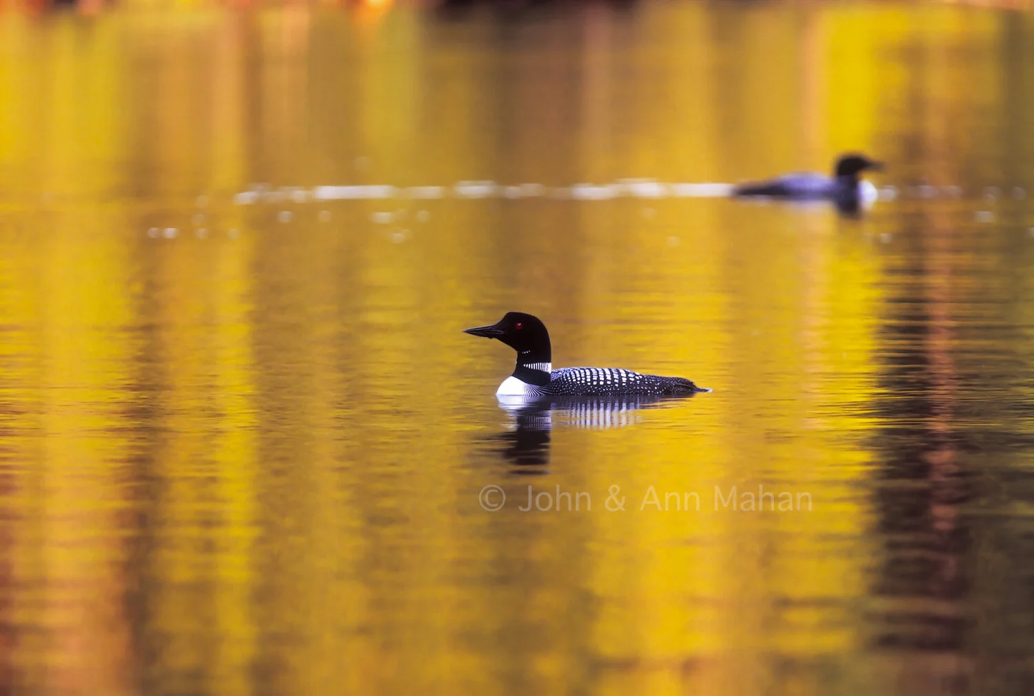 ID_36-7589C  Loons in Autumn Reflections at Wood Lake -- Isle Royale