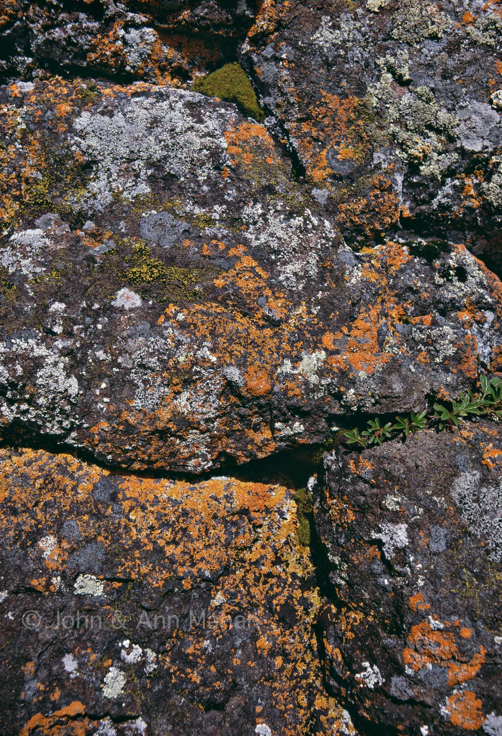28-2281C Lichen-covered Rock at Isle Royale