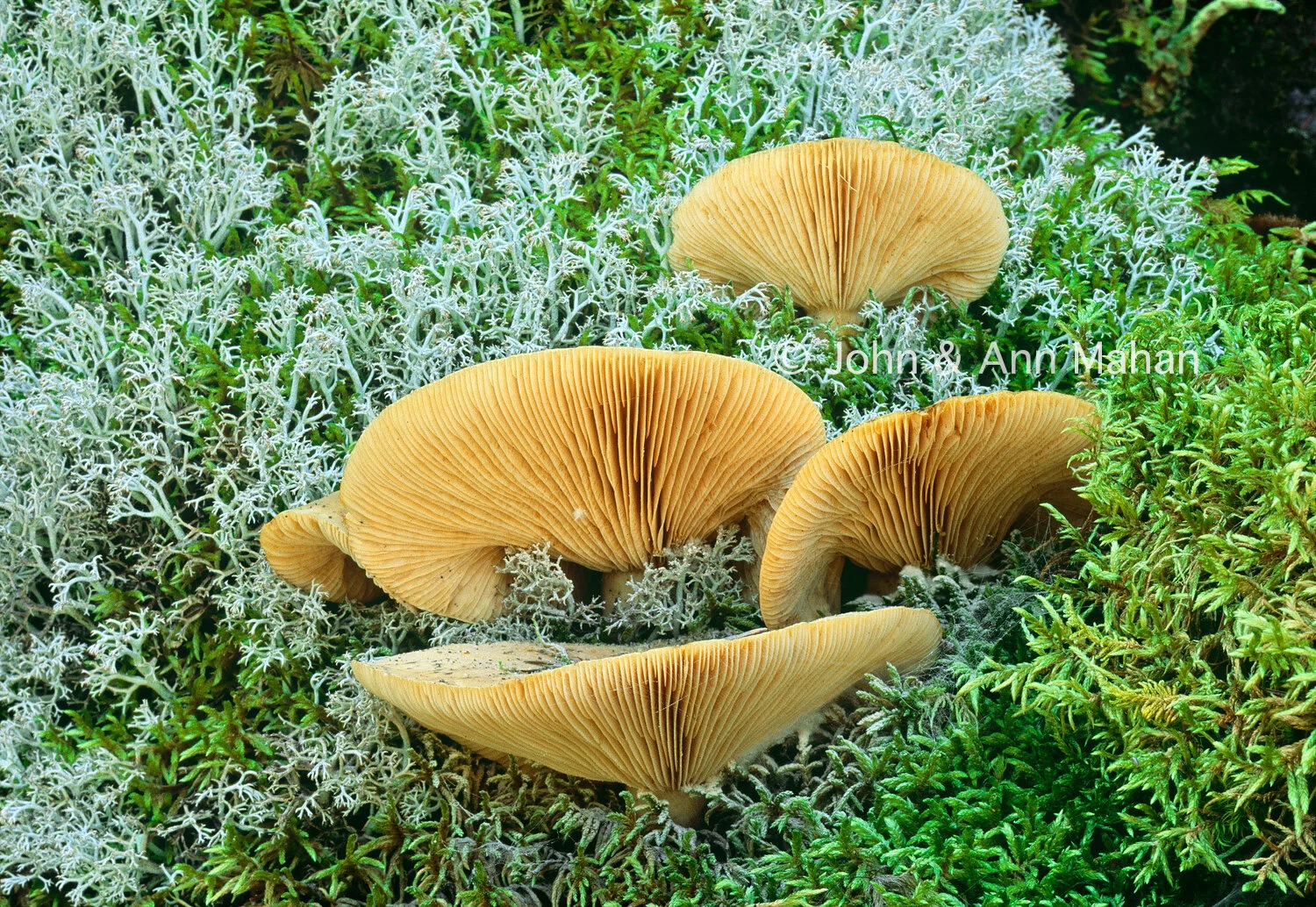ID_33-5789C  Mushrooms in Caribou Lichen -- Pukaskwa National Park