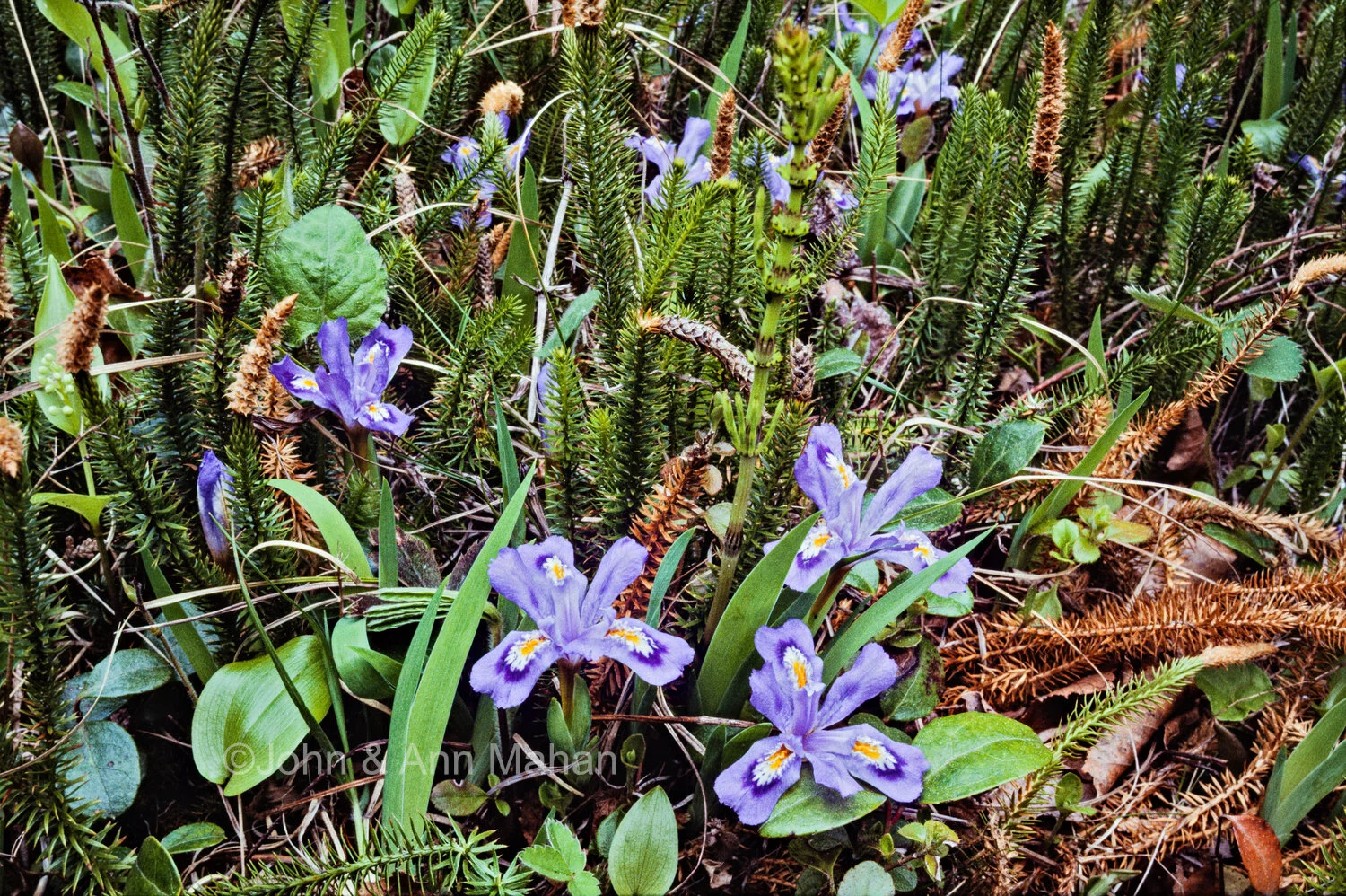 ID_16-3749C Dwarf Lake Iris in Ridges Sanctuary in Door County -- Lake Michigan