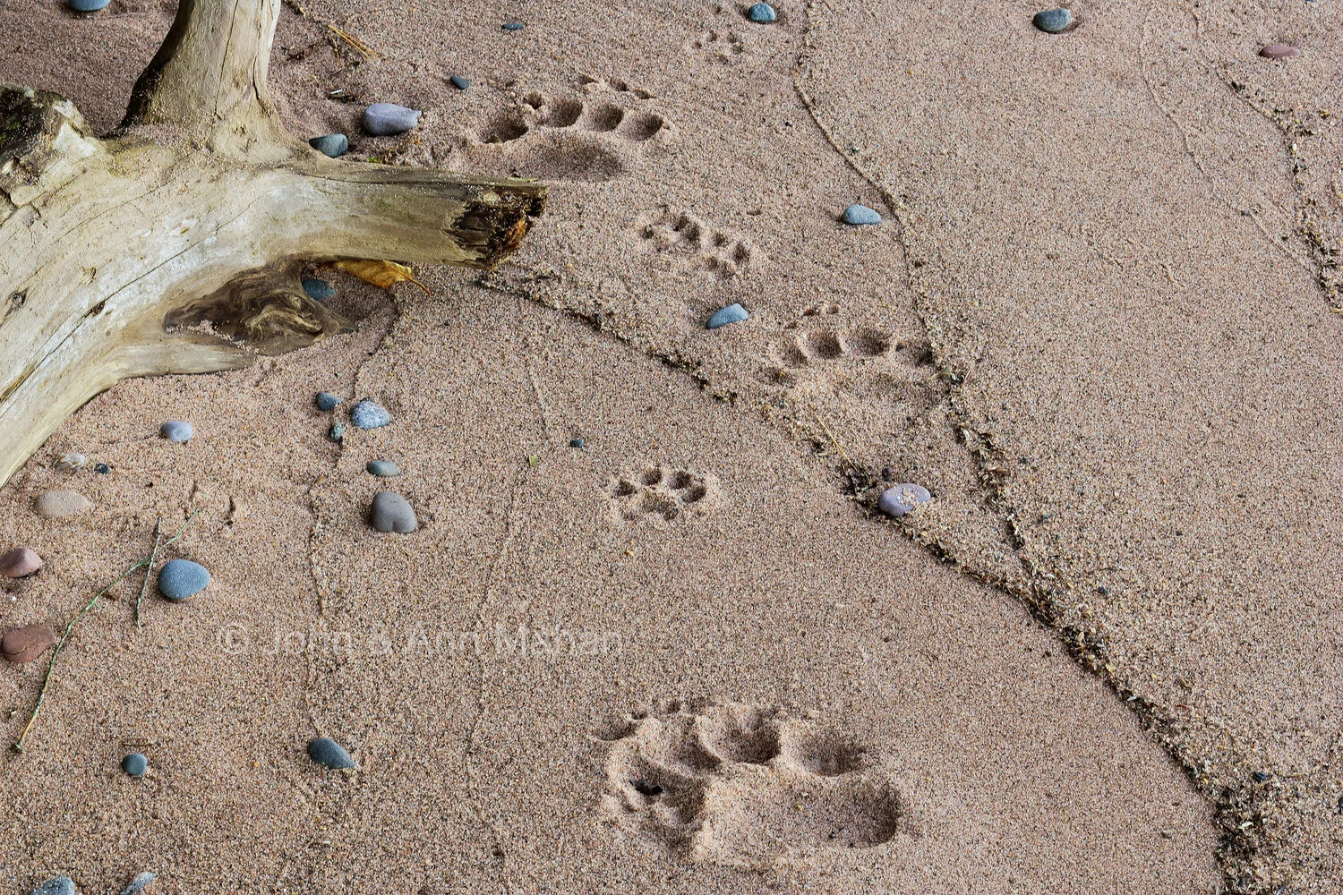 ID_0065C2_05 Bear and Coyote Tracks on Oak Island Shore -- Apostle Islands