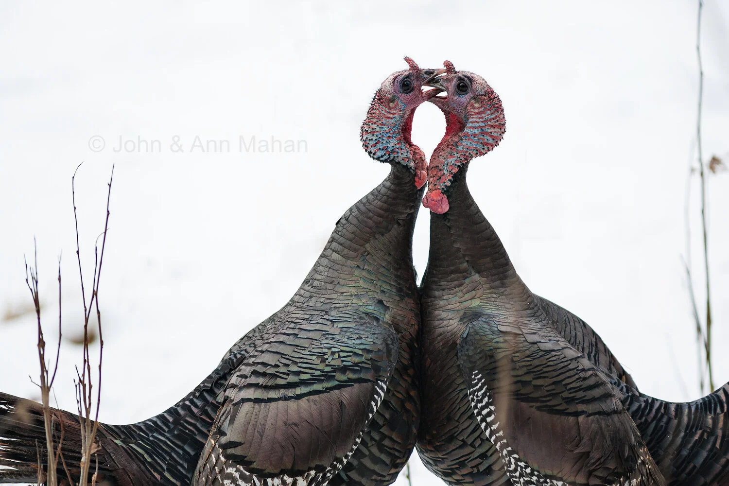 ID_1446C2X_04  Wild Tom Turkeys Fighting in winter -- Northern Lower Michigan