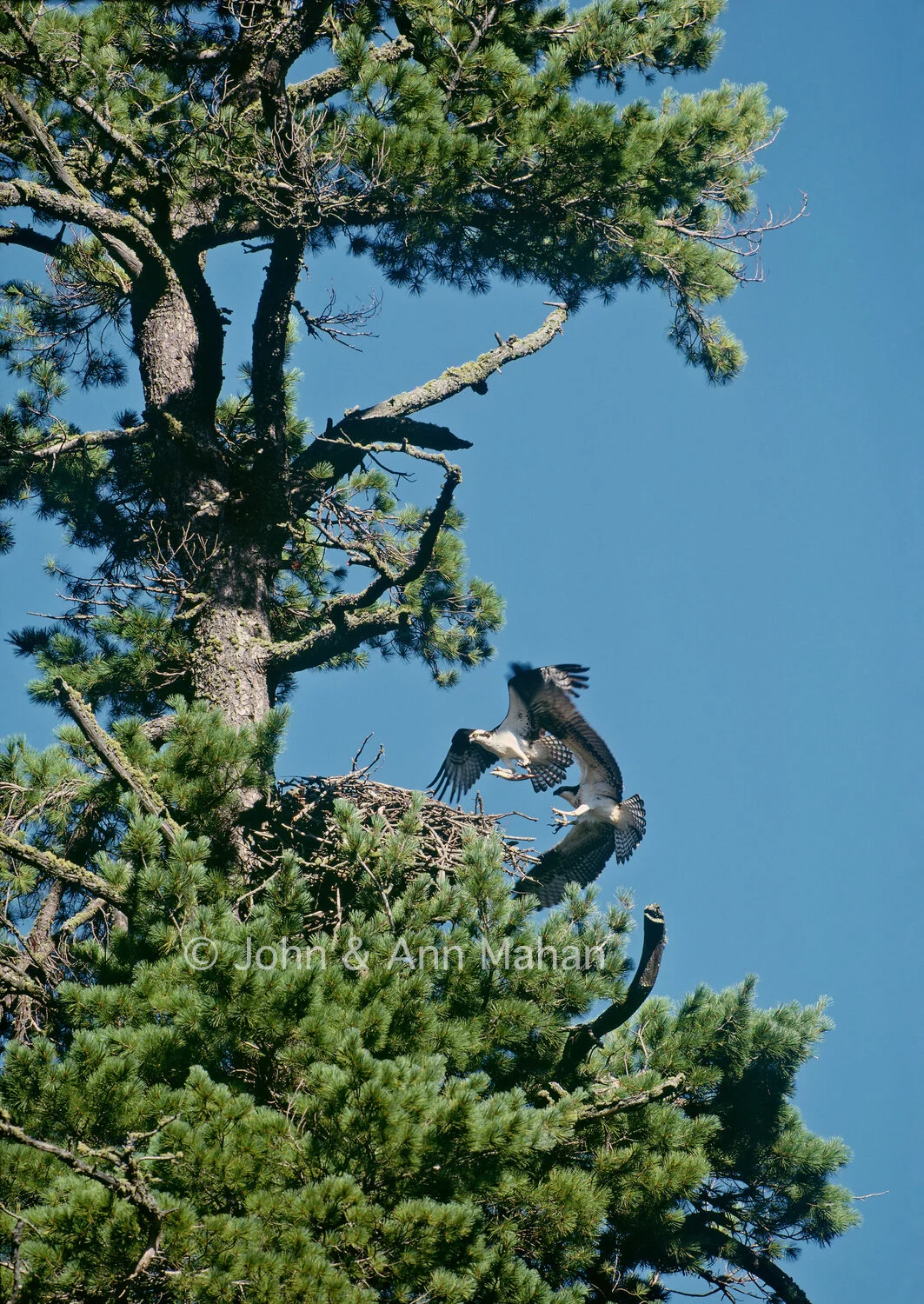 ID_23-2905C Ospreys bringing fish to their nest -- Isle Royale