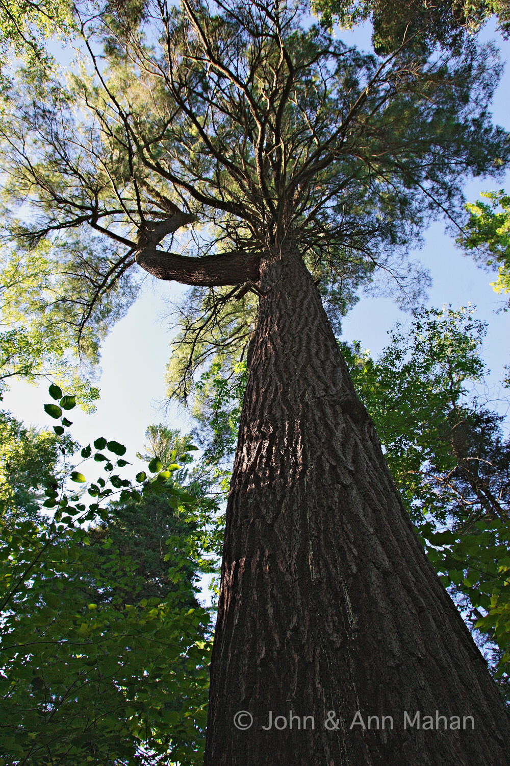ID_3509C2_04. Virgin White Pine on Sand Island