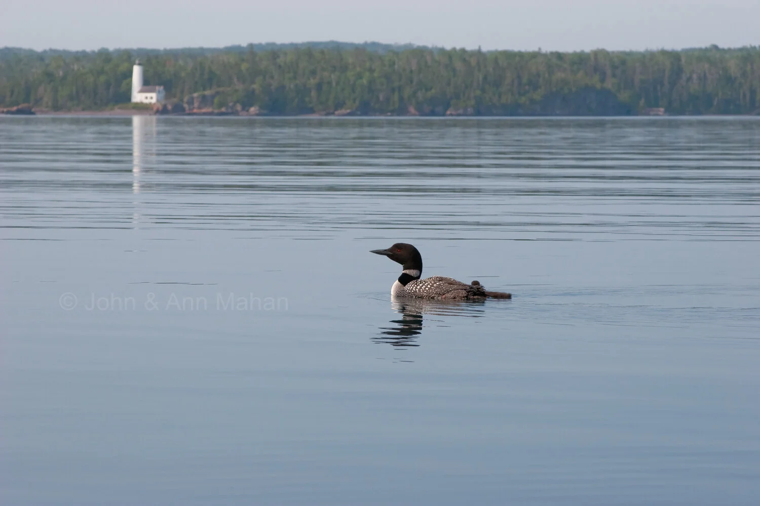 ID_8331B2_07  Loon and Chick with Rock Harbor Lighthouse beyond -- Isle Royale
