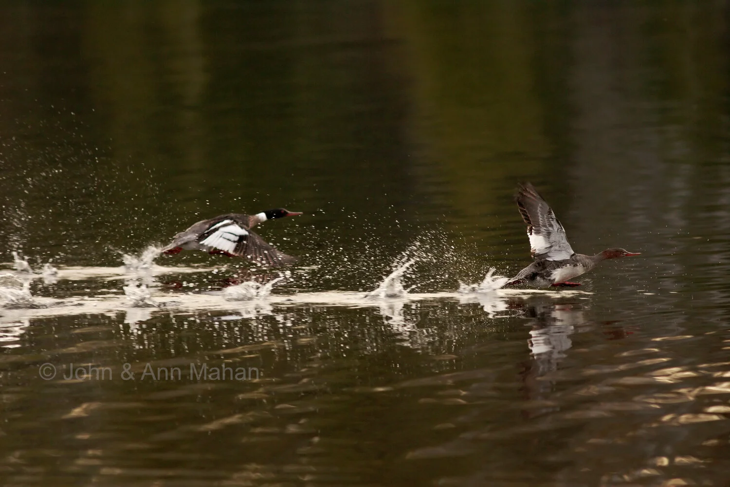 ID_1109C2_04   Mergansers Taking Off at Isle Royale